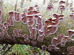 Attēlu rezultāti vaicājumam “Chondrostereum purpureum”