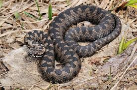 Attēlu rezultāti vaicājumam “Vipera berus”