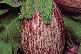 Afbeeldingsresultaat voor melanzana prosperosa eggplant