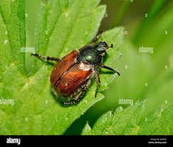 Attēlu rezultāti vaicājumam “Phyllopertha horticola”