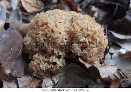 Attēlu rezultāti vaicājumam “Sparassis crispa”