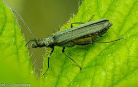 Attēlu rezultāti vaicājumam “Oedemera sp.”