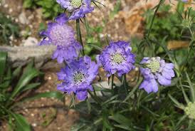 Image result for scabiosa caucasica