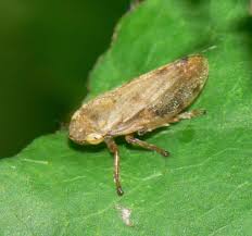Attēlu rezultāti vaicājumam “Aphrophoridae”