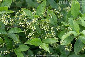 Attēlu rezultāti vaicājumam “Euonymus europaeus leaf”