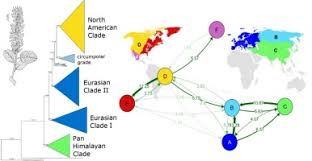Attēlu rezultāti vaicājumam “Salix Vetrix”