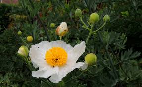 Attēlu rezultāti vaicājumam “Telekia speciosa bud”