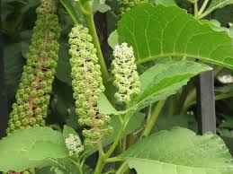 Attēlu rezultāti vaicājumam “Phytolacca acinosa”