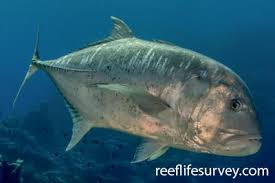 Image result for Caranx crysos