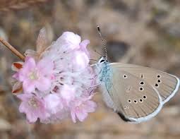 Attēlu rezultāti vaicājumam “Cyaniris semiargus”