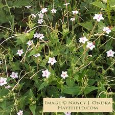 Attēlu rezultāti vaicājumam “Bulbochaete mirabilis”