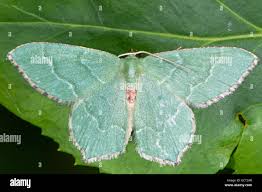 Attēlu rezultāti vaicājumam “Hemithea aestivaria”