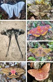 Attēlu rezultāti vaicājumam “Saturniidae”