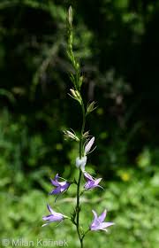 Image result for Campanula rapunculus