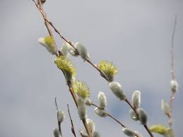 Attēlu rezultāti vaicājumam “Salix daphnoides subsp. acutifolia”