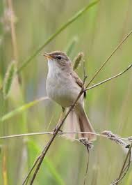 Image result for Hippolais caligata