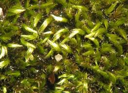 Attēlu rezultāti vaicājumam “Pseudobryum cinclidioides cells”