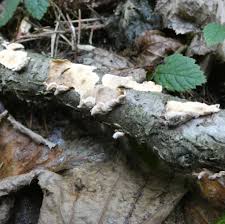 Attēlu rezultāti vaicājumam “Stereum rugosum”