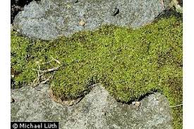 Attēlu rezultāti vaicājumam “Barbula”