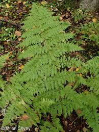 Attēlu rezultāti vaicājumam “Dryopteris expansa”