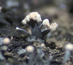 Attēlu rezultāti vaicājumam “Physarum bryocorticola macro”