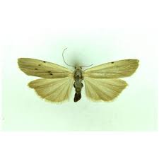 Attēlu rezultāti vaicājumam “Coscinia cribraria”