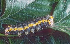 Attēlu rezultāti vaicājumam “Diloba caeruleocephala”