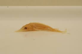 Image result for Acipenser oxyrinchus