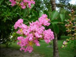 Image result for Lagerstroemia