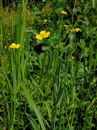 Attēlu rezultāti vaicājumam “Ranunculus lingua leaf”