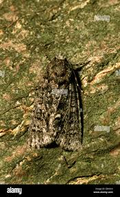 Attēlu rezultāti vaicājumam “Acronicta rumicis imago”