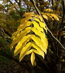 Attēlu rezultāti vaicājumam “Pterocarya fraxinifolia leaf”