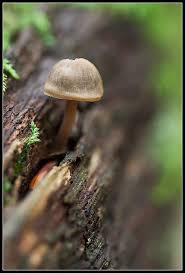 Attēlu rezultāti vaicājumam “Collybia sp.”