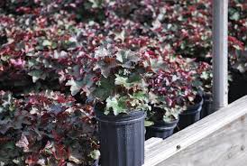 Image result for Heuchera `Palace Purple`