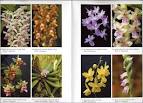 NHN orchid journals and books