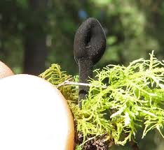 Attēlu rezultāti vaicājumam “Octospora splachnophila”