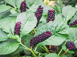 Attēlu rezultāti vaicājumam “Phytolacca acinosa”