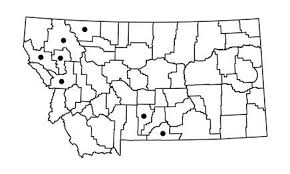Attēlu rezultāti vaicājumam “Mnium lycopodioides”