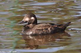 Attēlu rezultāti vaicājumam “Melanitta fusca”