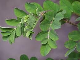 Image result for Colutea arborescens