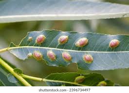 Attēlu rezultāti vaicājumam “Pontania proxima”