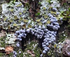 Attēlu rezultāti vaicājumam “Trichia longipalpis”