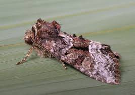 Attēlu rezultāti vaicājumam “Oligia sp.”