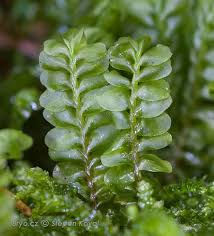 Attēlu rezultāti vaicājumam “Plagiochila asplenioides”