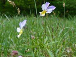 Attēlu rezultāti vaicājumam “Viola tricolor subsp. curtisii bud”