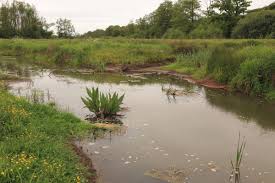 Attēlu rezultāti vaicājumam “Rumex hydrolapathum”