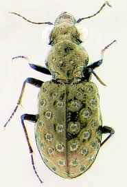 Attēlu rezultāti vaicājumam “Elaphrus cupreus”