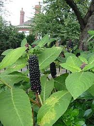 Attēlu rezultāti vaicājumam “Phytolaccaceae”