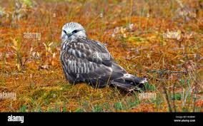 Image result for Buteo lagopus