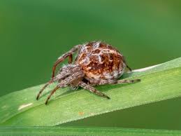 Attēlu rezultāti vaicājumam “Cribraria rubiginosa macro”